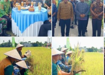 Deli Serdang Peringkat 11 Penyedia Pangan Nasional, Bupati dan Wakil Bupati Lakukan Panen Raya Bersama di Tanjung Morawa.