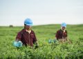 Optimalisasi Lahan Tidur di Kebun Teh Bah Butong PTPN IV Regional II Telah Melalui Kajian Mendalam