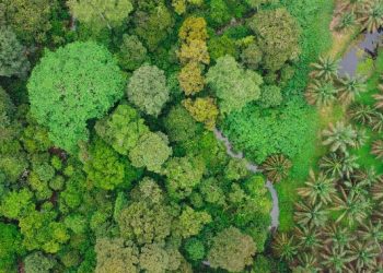 Punya 14 Ribu Ha HCV, Ini Langkah PalmCo Menjaga Spesies Langka