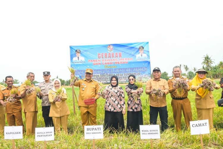 Bupati Deli Serdang, dr H Asri Ludin Tambunan didampingi Ketua TP PKK, Ny Jelita Asri Ludin Tambunan bersama Wabup, Lom Lom Suwondo SS didampingi Ketua I Bidang Pembinaan Karakter Keluarga, Ny Asniar Lom Lom Suwondo SS, menunjukkan bawang merah yang baru dipanen pada panen bawang merah bersama Kelompok Tani Oriza di Desa Sumberejo, Kecamatan Pagar Merbau, Selasa (10/3/2026).