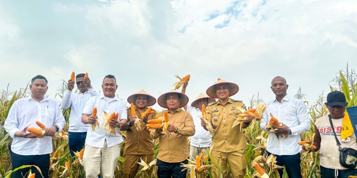 Panen Jagung Saentis Menggembirakan, Wabup Dorong Penguatan Hilirisasi Berbasis Data