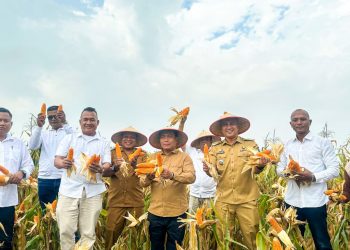 Panen Jagung Saentis Menggembirakan, Wabup Dorong Penguatan Hilirisasi Berbasis Data