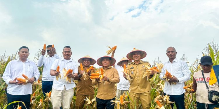 Panen Jagung Saentis Menggembirakan, Wabup Dorong Penguatan Hilirisasi Berbasis Data