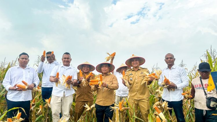Wakil Bupati Deli Serdang, Lom Lom Suwondo SS melaksanakan kegiatan panen raya jagung di lahan masyarakat, Desa Saentis, Kecamatan Percut Sei Tuan , Senin (13/4/2026)