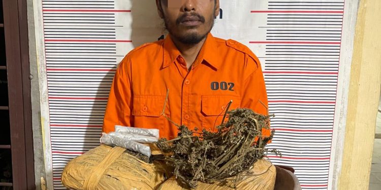 Polsek Bahorok Gagalkan Peredaran 2 Kg Ganja di Bukit Lawang