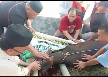 “Mengalirkan Keikhlasan di Hari Tasyrik: POI Sumut Satukan Ormas dalam Ibadah Qurban”