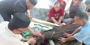 “Mengalirkan Keikhlasan di Hari Tasyrik: POI Sumut Satukan Ormas dalam Ibadah Qurban”
